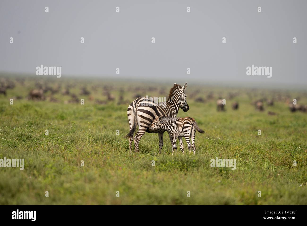 Baby Zebra, Tansania Stockfoto