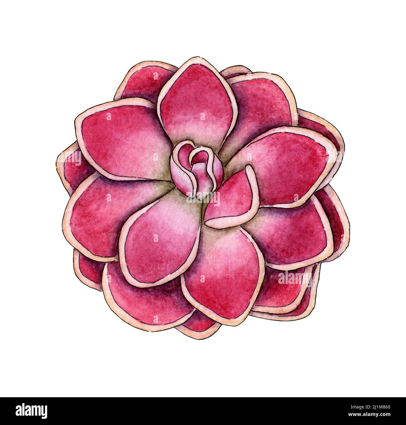 Aquarell-Illustration von leuchtend rosa Sukulente. Er eignet sich perfekt für Postkarten, Poster, Banner, Einladungen, Grußkarten, Abzüge. Isoliert auf Weiß Stockfoto