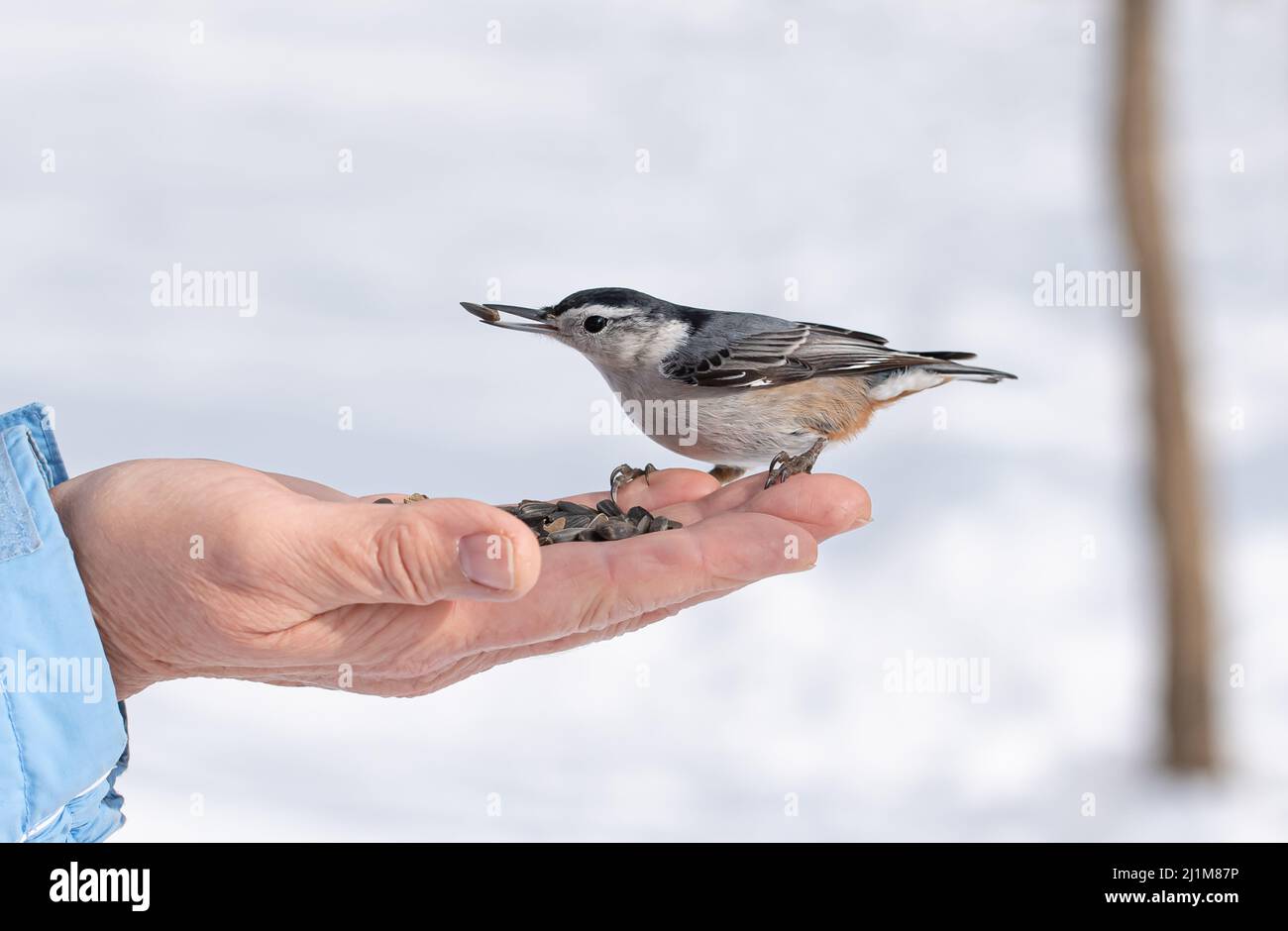 Nahaufnahme eines Vogels mit Nacktschnecken, der im Winter mit Samen in der Hand sitzt. Stockfoto