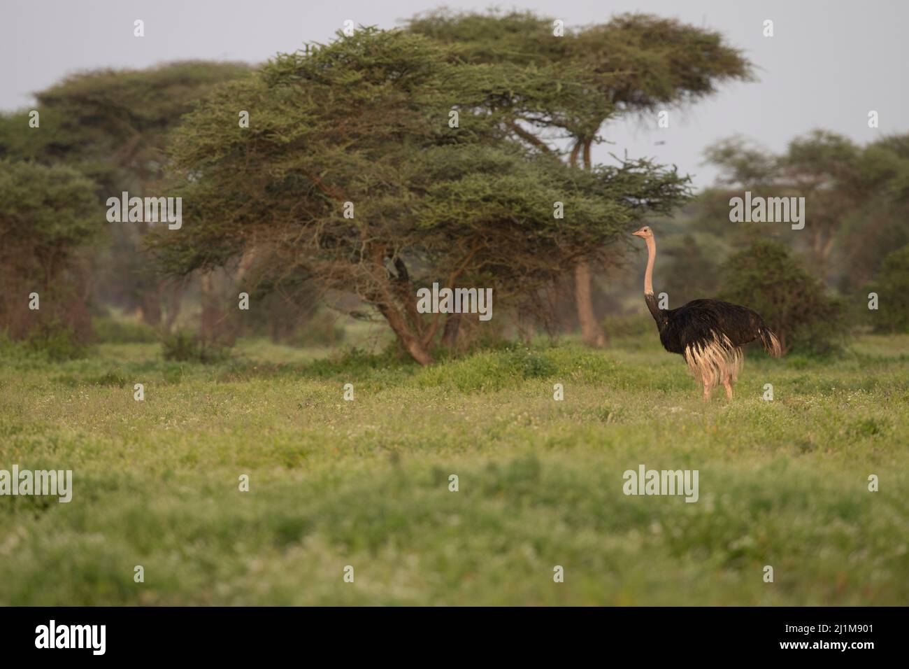 Masai Strauß im Wald Stockfoto