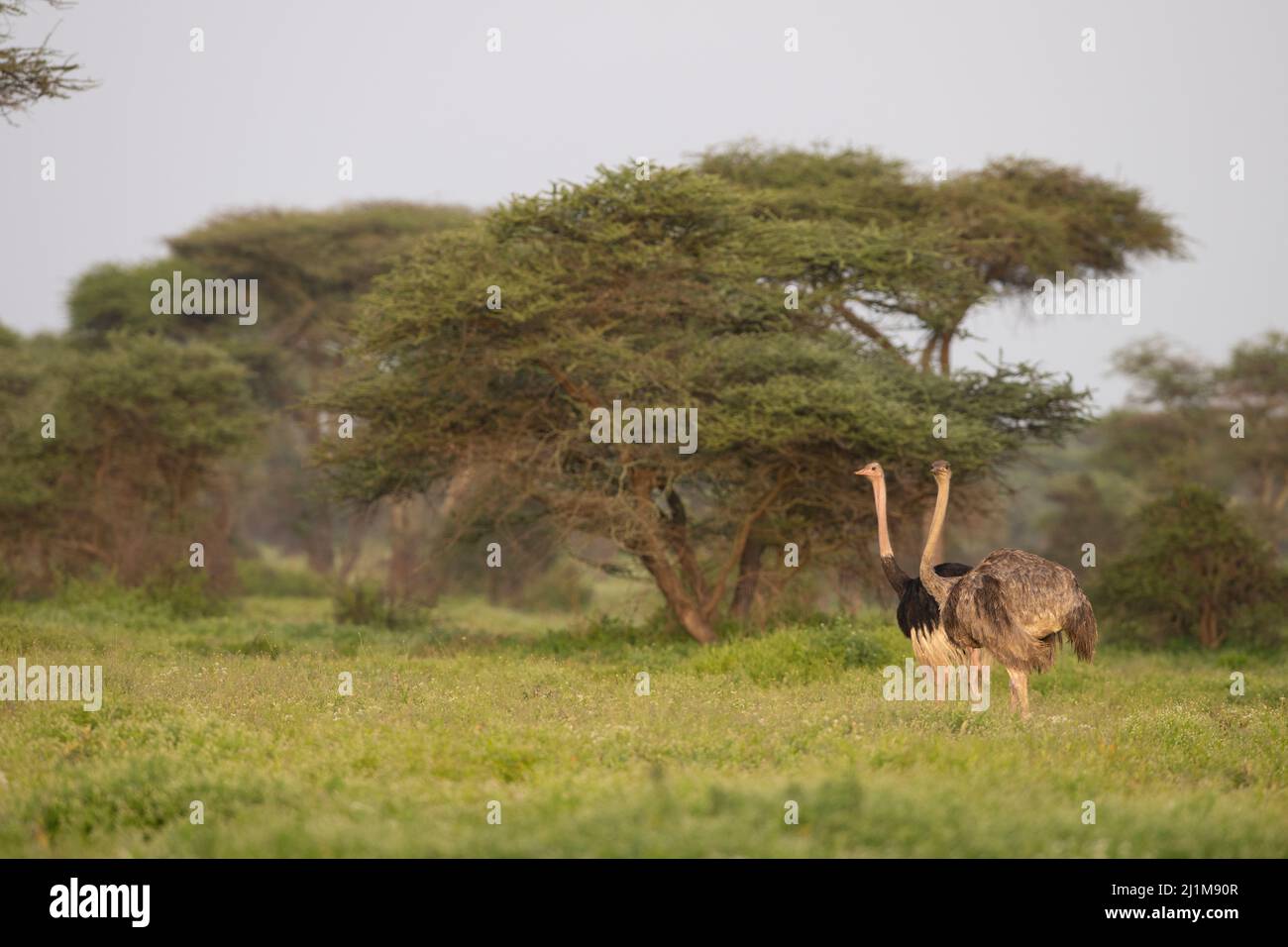 Masai Strauß im Wald Stockfoto