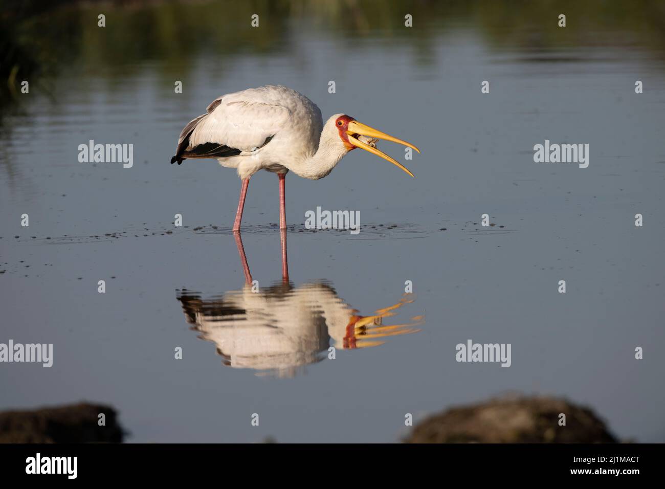 Gelbschnabelstorch in Tansania Stockfoto