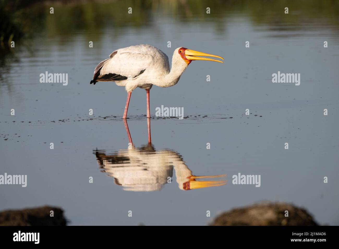 Gelbschnabelstorch in Tansania Stockfoto