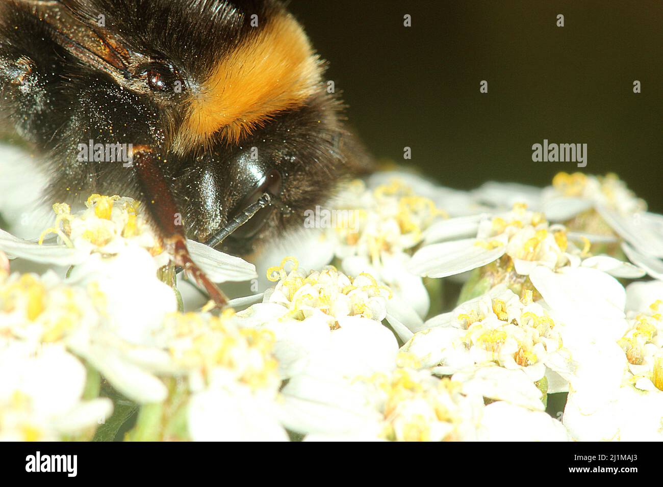Bufftailed Hummel (Bombus terrestris) Stockfoto