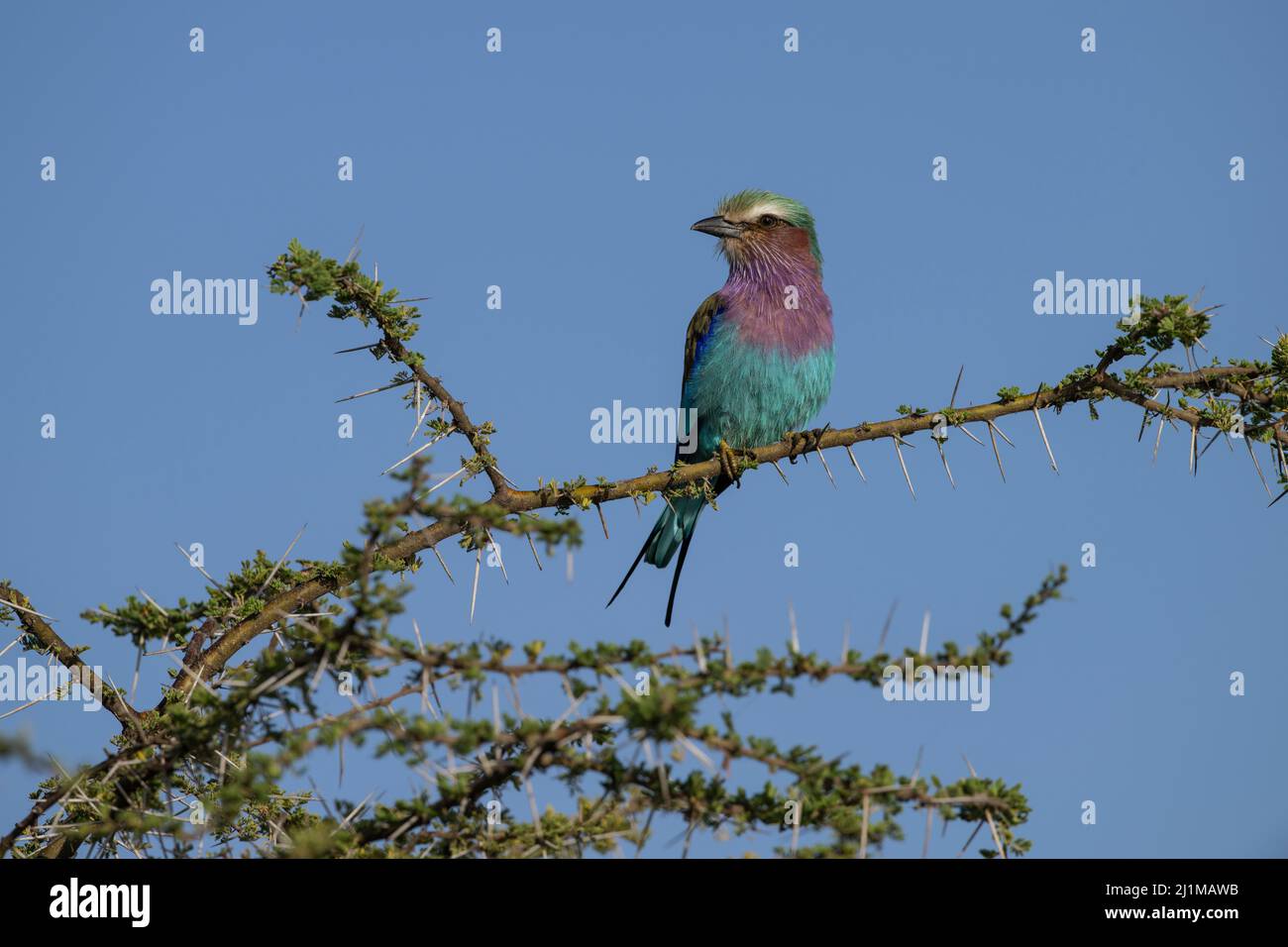 Fliederreiher Roller in Tansania Stockfoto