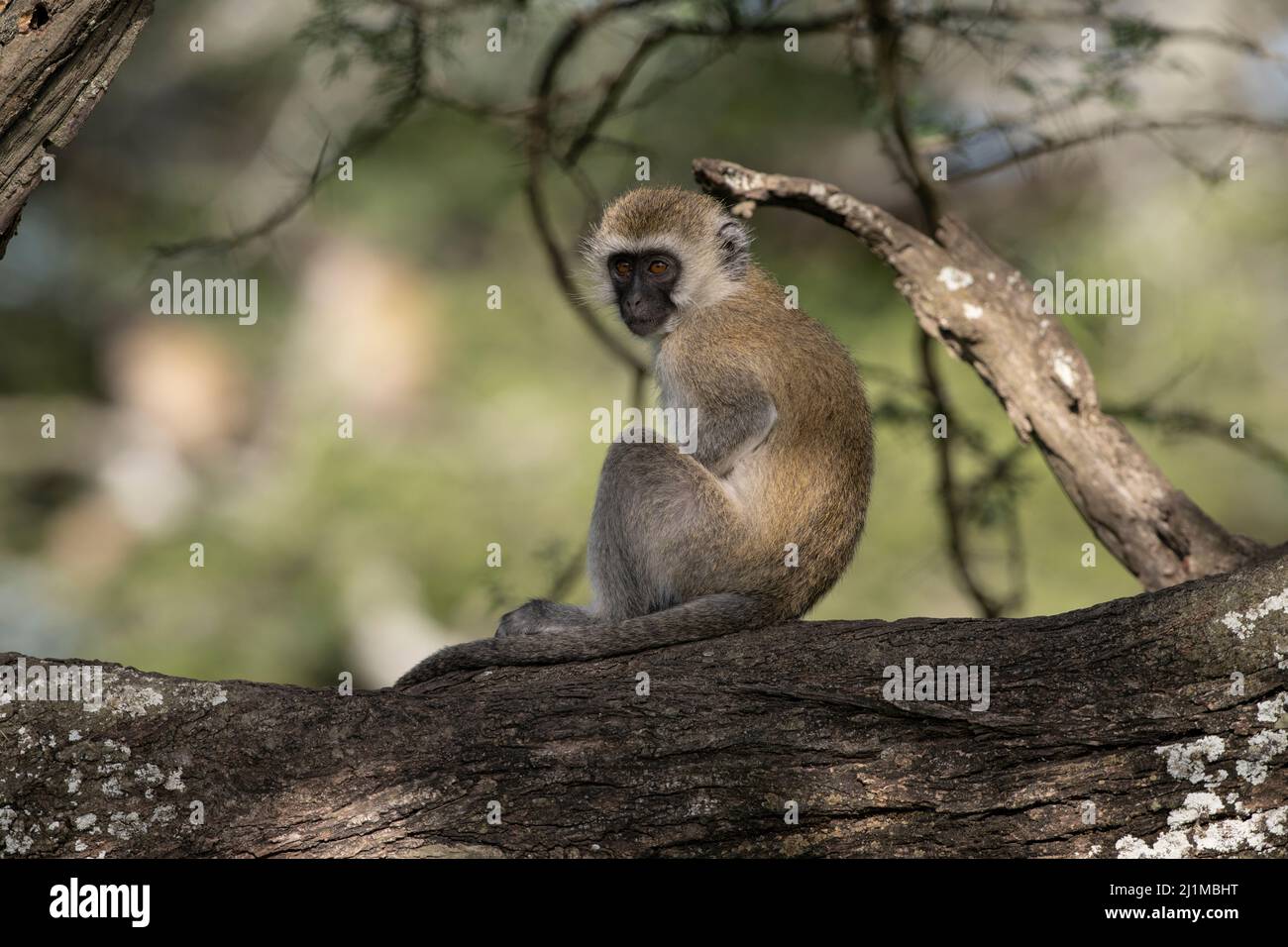 Baby vervet Affen in Tansania Stockfoto