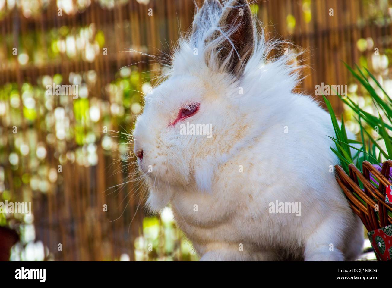 Ein zotteliger Hase, der sich am sonnigen Ostertag entspannt Stockfoto
