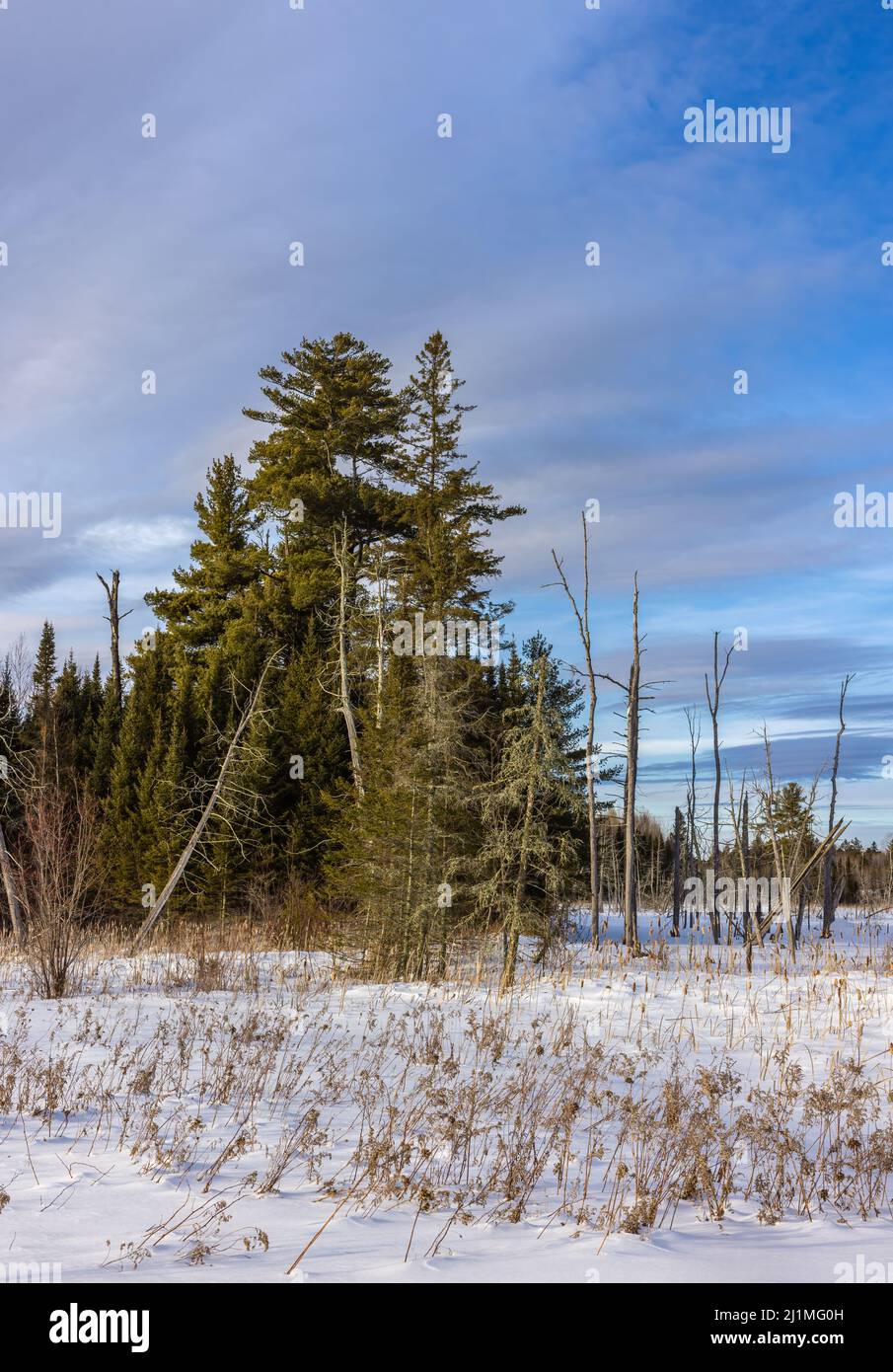 Winter im Chequamegon National Forest im Norden von Wisconsin. Stockfoto