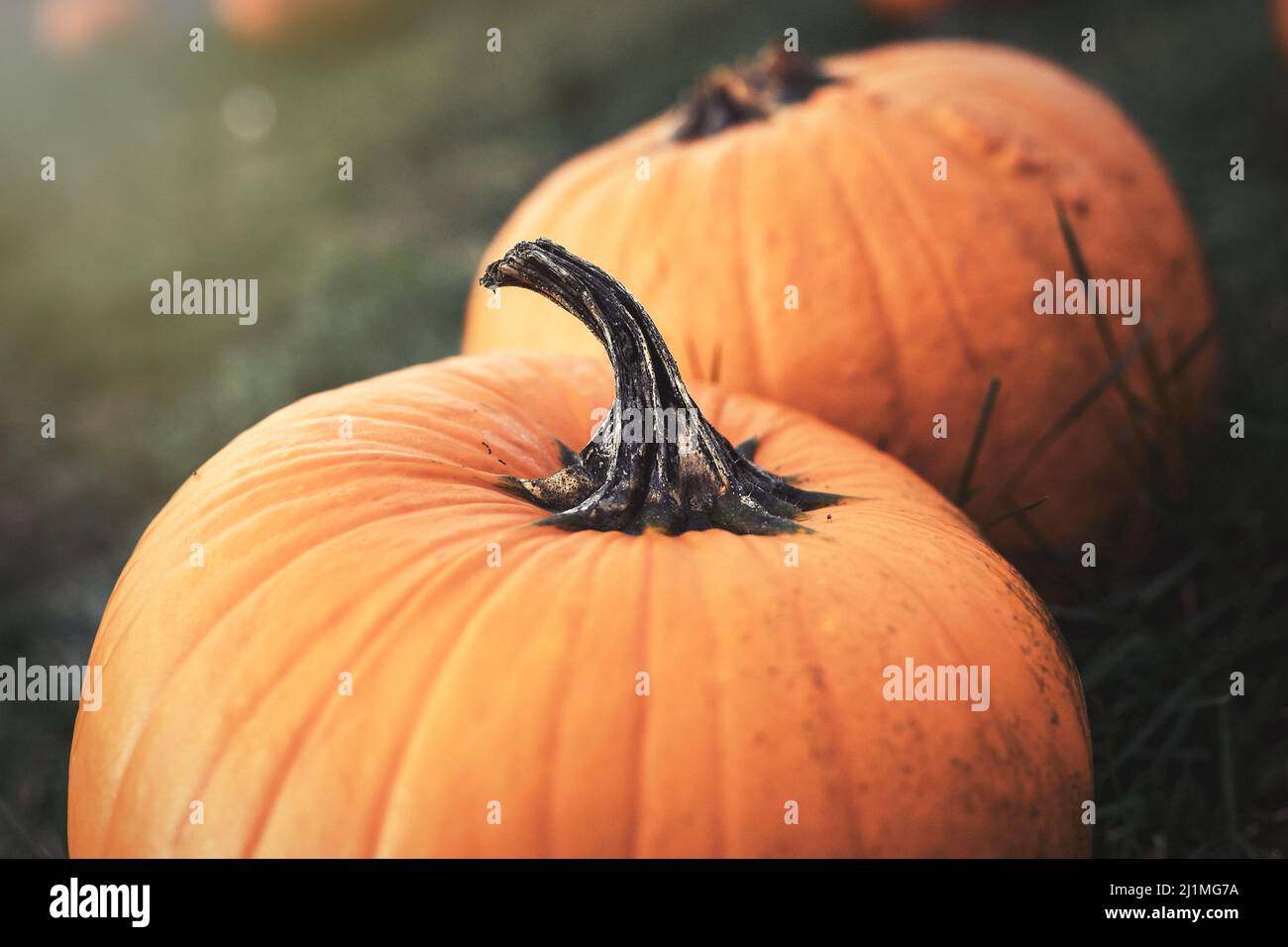 Herbst Pumpkin Patch Stockfoto