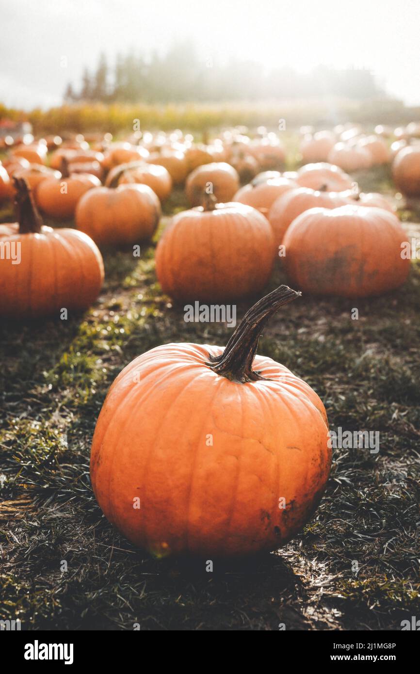 Herbst Pumpkin Patch Stockfoto