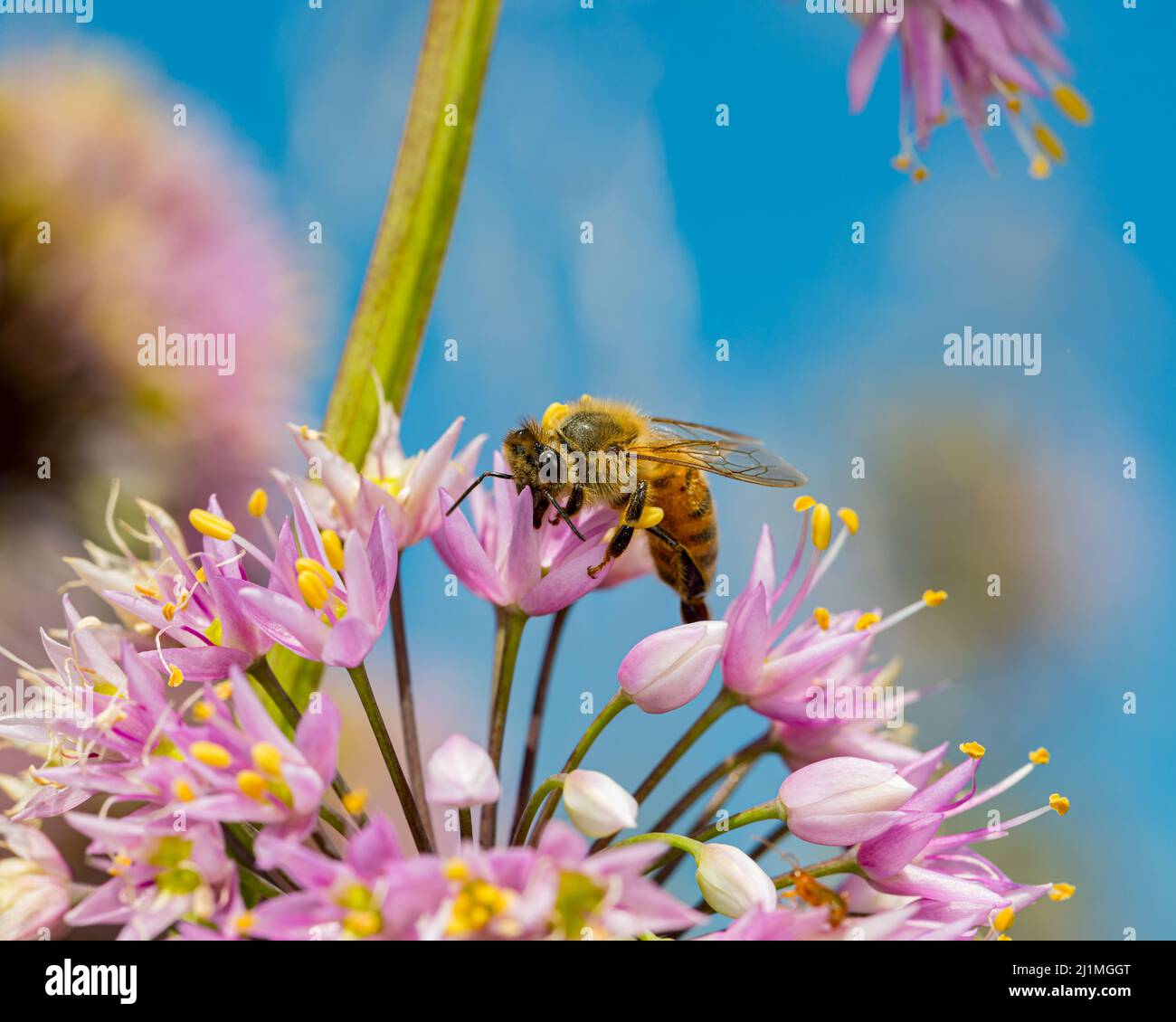 Honigbiene auf nickende Zwiebelblume. Schutz von Insekten und Wildtieren, Erhaltung von Lebensräumen und Gartenkonzept für Gartenblumen Stockfoto