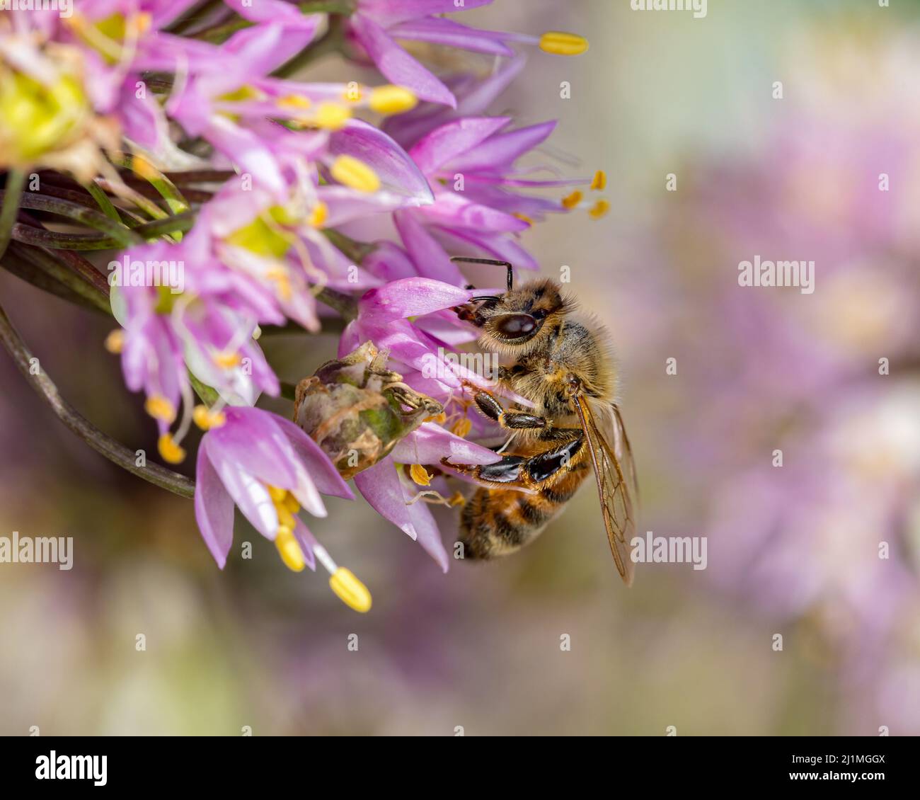 Honigbiene auf nickende Zwiebelblume. Schutz von Insekten und Wildtieren, Erhaltung von Lebensräumen und Gartenkonzept für Gartenblumen Stockfoto