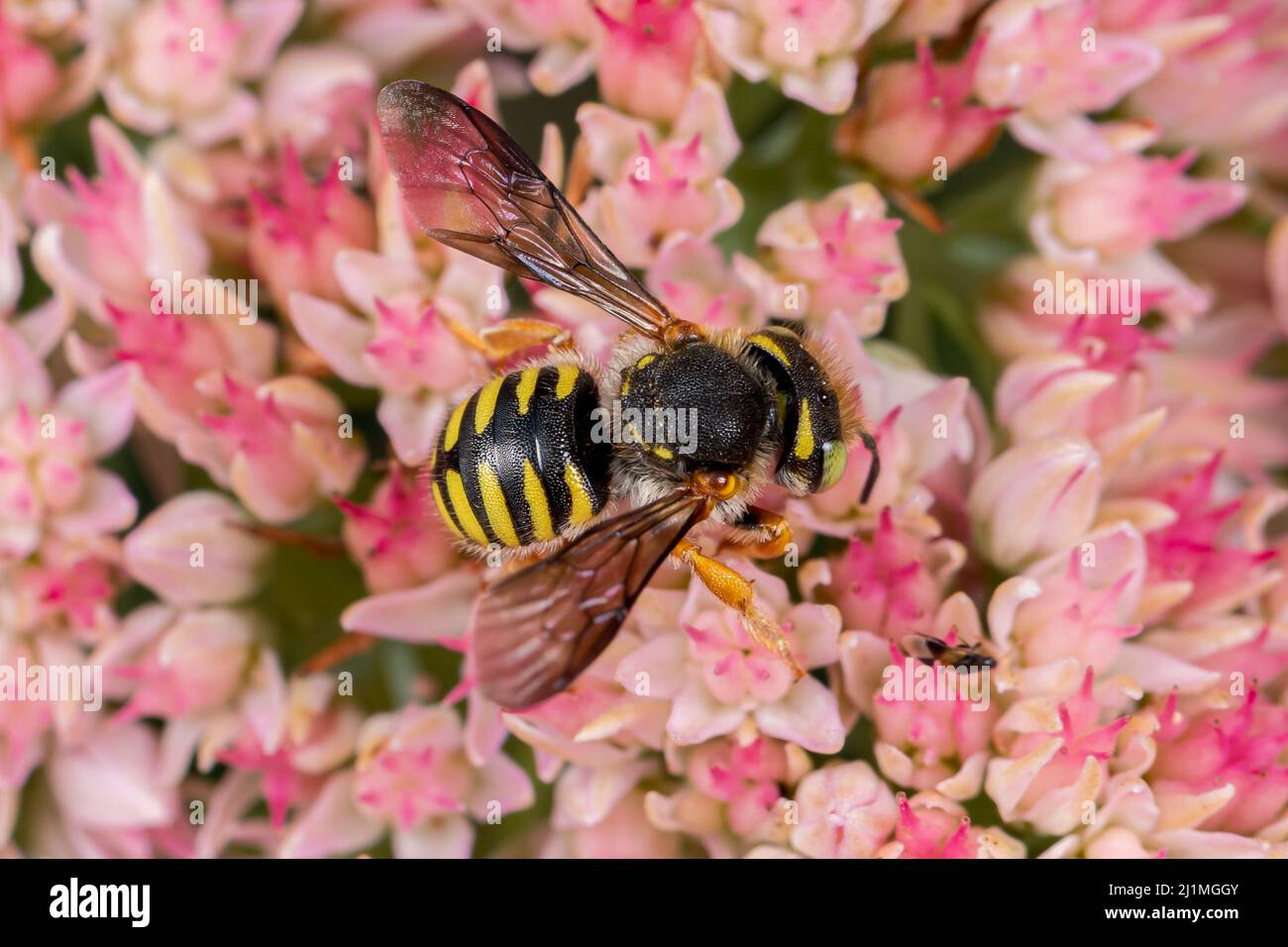 Wolle-Carder-Biene, die sich von Nektar aus der Sedum-Pflanze ernährt. Schutz von Insekten und Wildtieren, Erhaltung von Lebensräumen und Gartenkonzept für Gartenblumen Stockfoto
