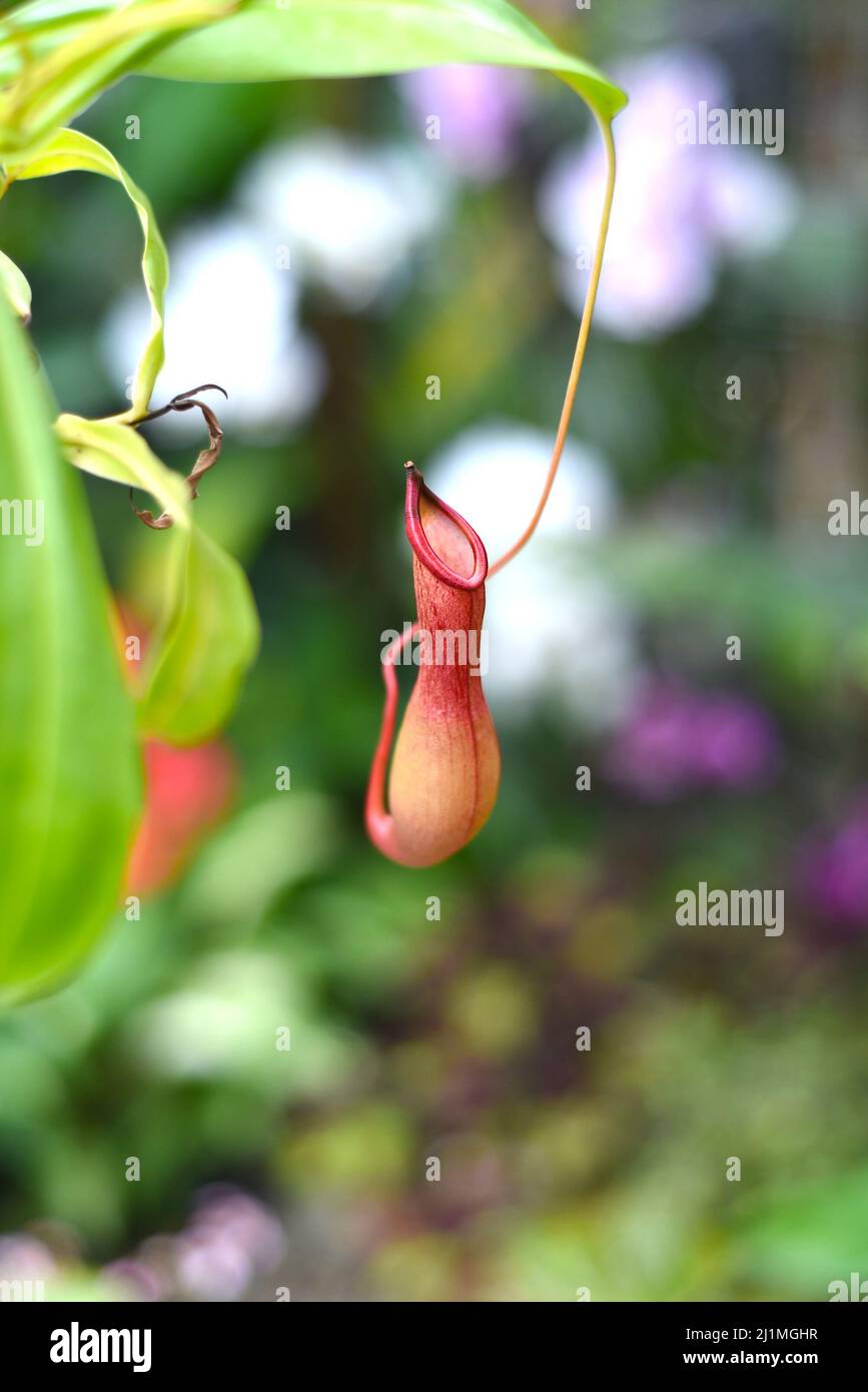 Nepenthes alata, fleischfressende Pflanze ernährt sich von Insekten Stockfoto