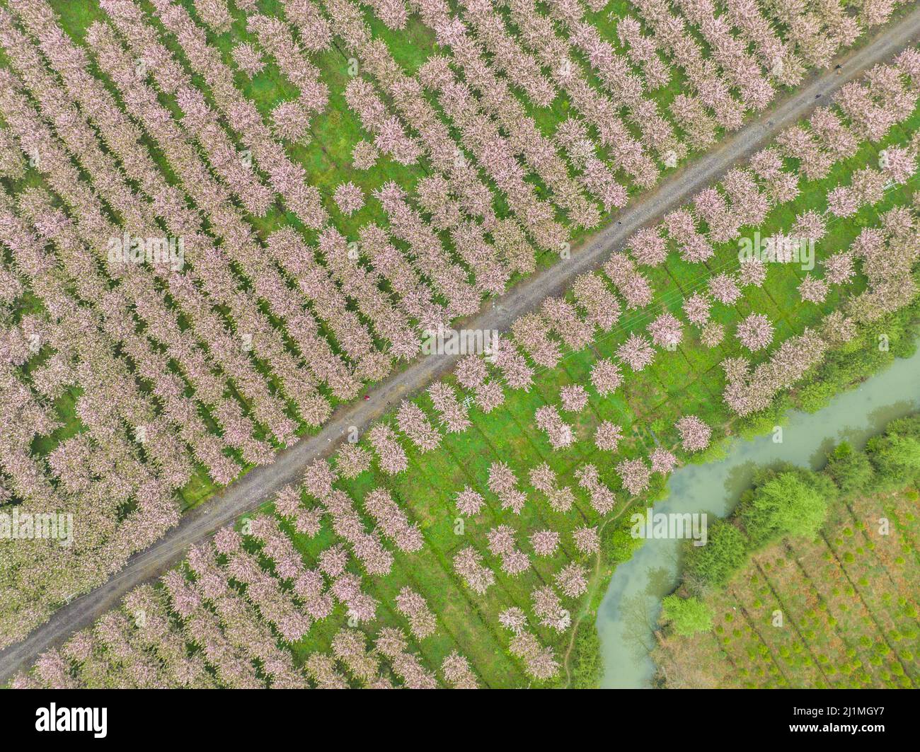 BIJIE, CHINA - 26. MÄRZ 2022 - Luftfoto vom 26. März 2022 zeigt Kirschblütenwälder im Dorf Dazhai, Chehe Town, High-Tech Zone in Bij Stockfoto