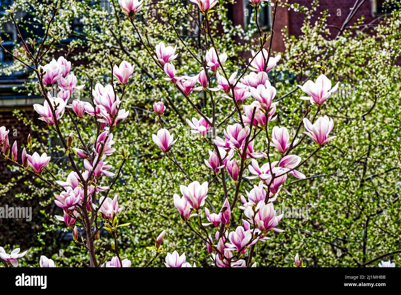 Magnolien im Frühling, Frieden Tauben im Garten, Linden, Hannover. Stockfoto