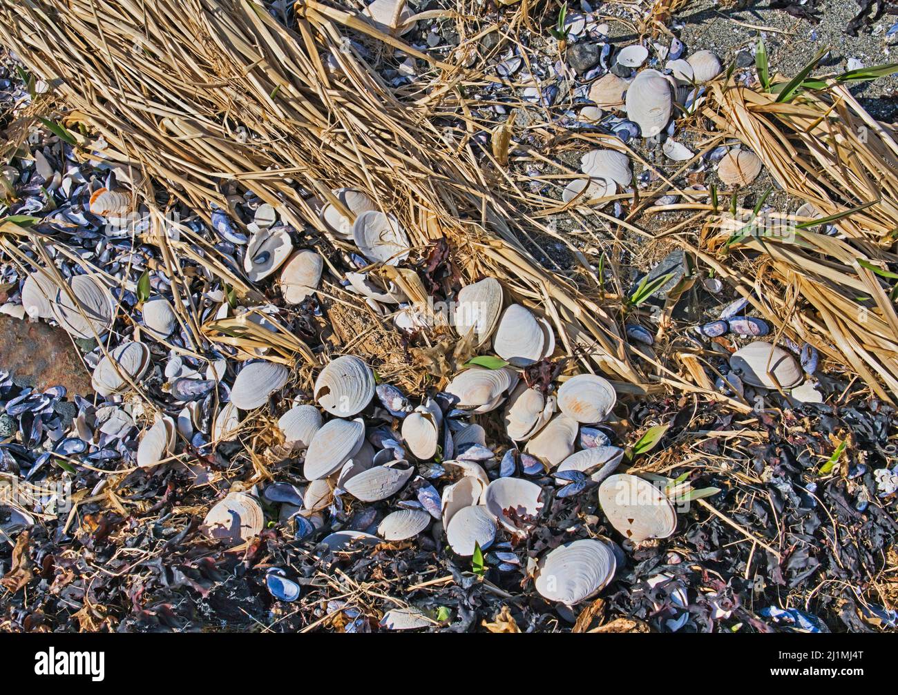 Muscheln und Muscheln mit Strandgras und getrockneten Algen aus nächster Nähe. Stockfoto