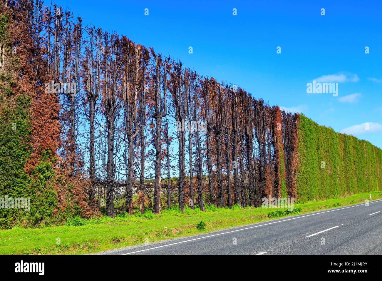 Eine Schrankgürtel-Hecke am Rande einer Farm. Sie wurde durch einen Brand schwer beschädigt Stockfoto