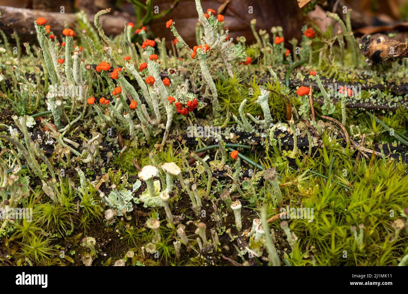 PRODUKTION - 16. März 2022, Rheinland-Pfalz, Börfink: Im Nationalpark Hunsrück-Hochwald wachsen verschiedene Flechtenarten der Gattung Cladonia. Rote Köpfe bilden die rotfruchtige säulenförmige Flechte (Cladonia macilenta). Im Nationalpark wurden mehr als 150 verschiedene Flechtenarten gezählt, von denen einige als Indikatoren für eine besonders hohe Luftqualität gelten. (To dpa: 'Flechten in Hunsrück zeigen, wo die Luft noch sauber ist') Foto: Peter Zschunke/dpa-Zentralbild/dpa Stockfoto