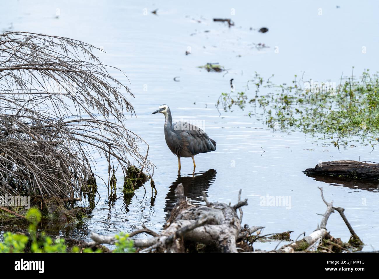 White-faced Reiher Egretta novaehollandiae Stockfoto