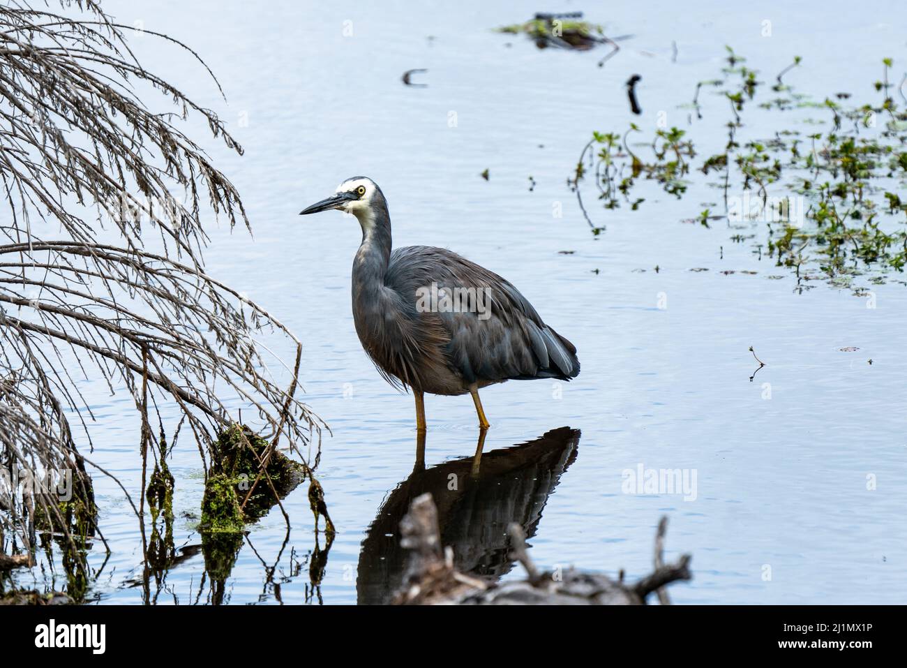 White-faced Reiher Egretta novaehollandiae Stockfoto