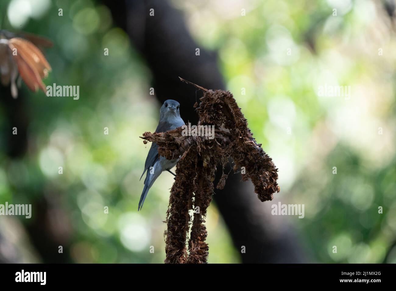 Graue Garnelendrossel Colluricinca harmonica Stockfoto