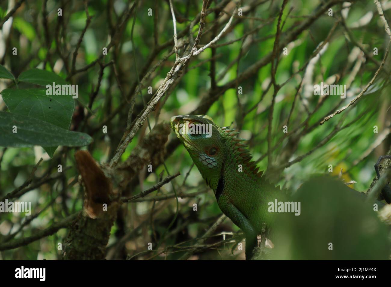 Kopf und obere Teile einer grünen Waldeidechse, die sich zwischen Baumzweigen versteckt. Eidechse starrt auf die Kamera Stockfoto