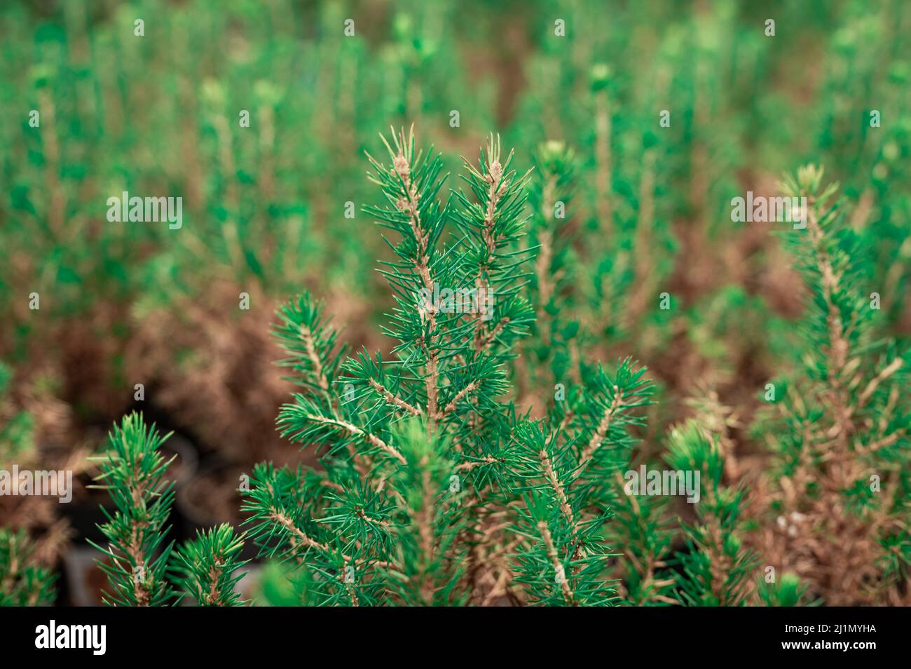 Nahaufnahme junger Tannen, die dicht auf Plantagen gepflanzt sind. Hintergrund von Fichtenzweigen mit Kätzchen und jungen Trieben Stockfoto