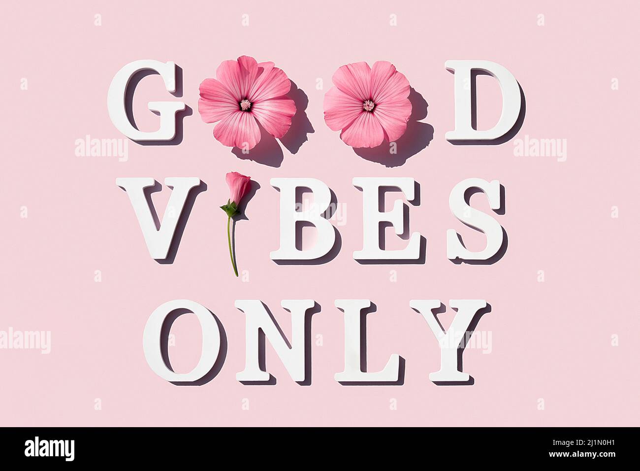 Nur gute Stimmung. Motivationszitat aus weißen Buchstaben und Schönheit natürliche Blumen auf rosa Hintergrund. Kreatives Konzept inspirierendes Zitat des Tages. Stockfoto