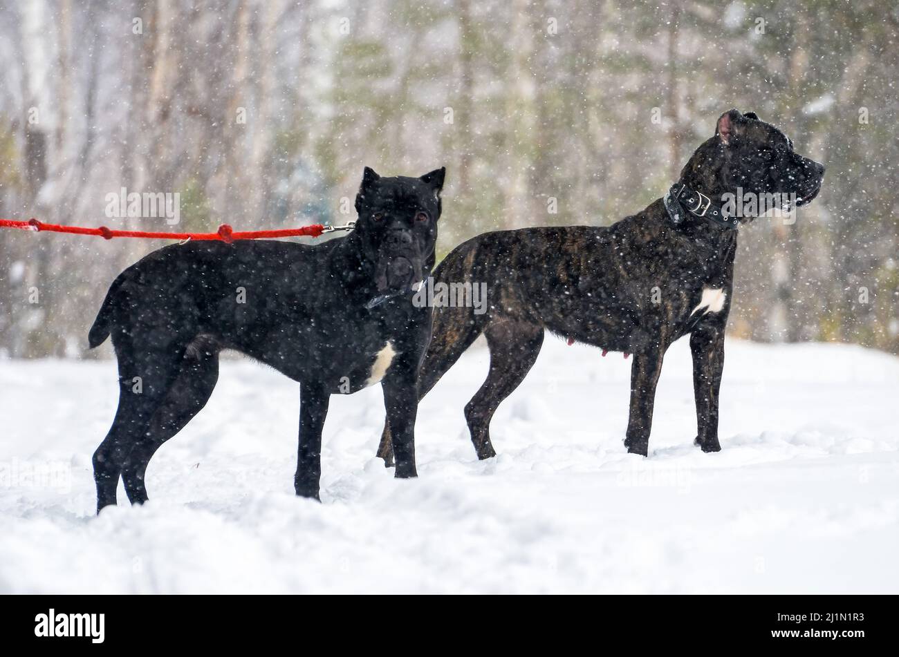 Großer schwarzer Hund Cane Corso im Winter zu Fuß in der Schnee im Wald Stockfoto