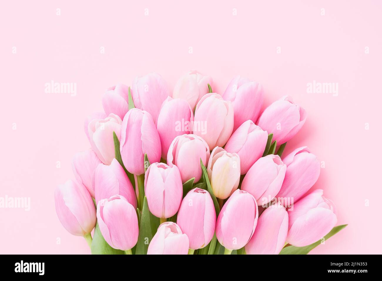 Bouquet von rosa Tulpenblüten auf einem rosa Hintergrund, selektiver Fokus. Muttertag, Valentinstag, Geburtstagskonzept. Draufsicht, Platz für Text kopieren Stockfoto