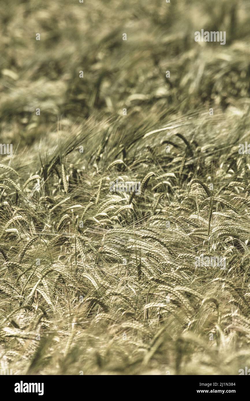 Green Fields of England Konzept. Sepia getönte Köpfe aus grüner Gerste / Hordeum vulgare wachsen. Konzentrieren Sie sich auf die Köpfe in der Bildmitte. Für die Ernährungssicherheit. Stockfoto