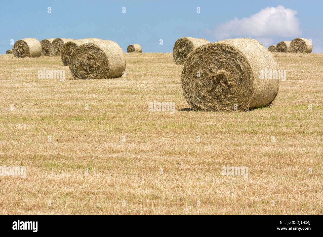 Ballen Heu Getreidestroh (im Gegensatz zu derjenigen Getreide). Schwerpunkt der Stoppeln in Richtung Unterseite des Bildes zunehmend aufgeweicht. Stockfoto