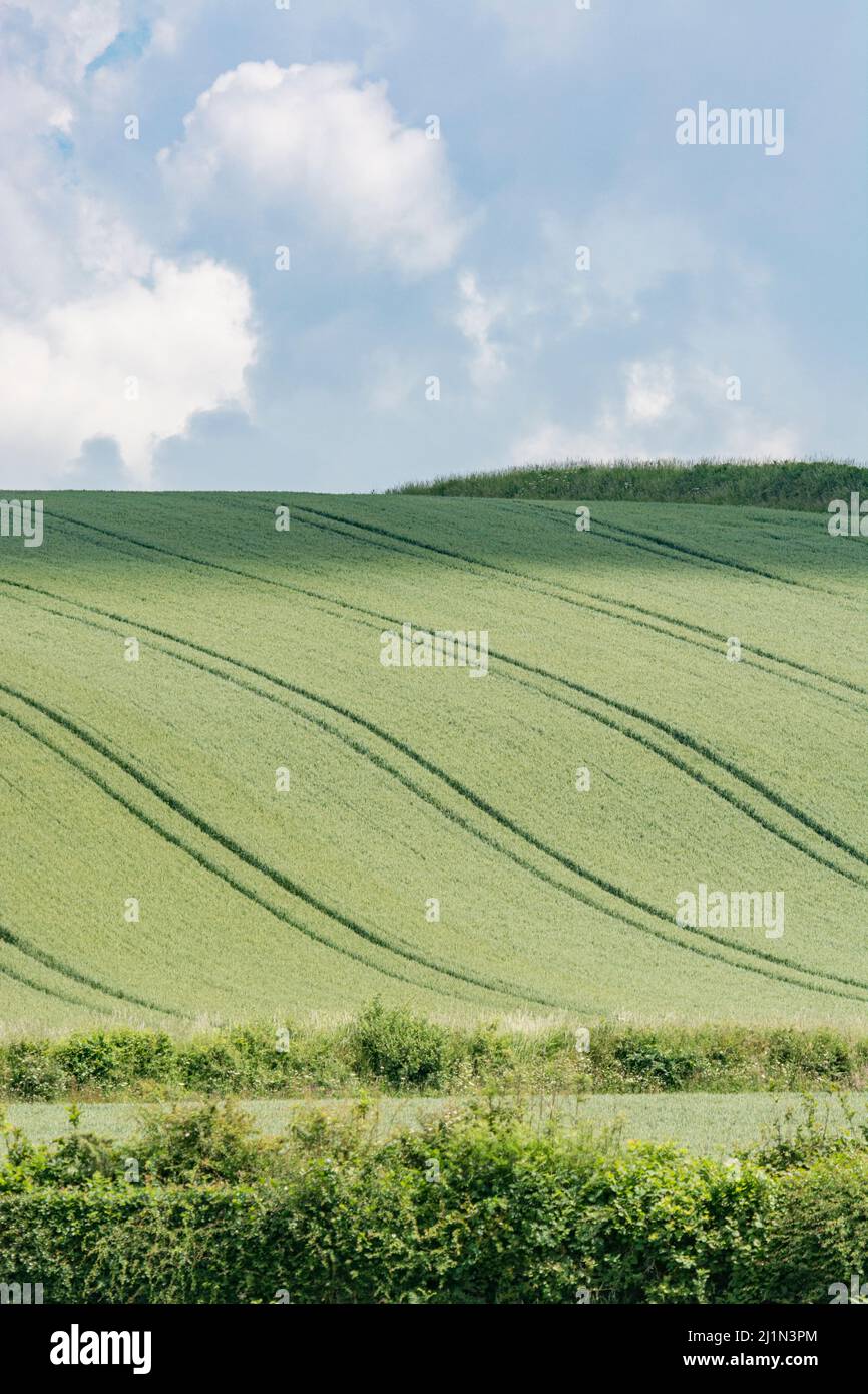 Green Fields of England Konzept. Grünes Gerstenfeld / Hordeum vulgare. Für das Konzept der Hungersnot, Ernährungssicherheit, Nahrungsmittelversorgung Großbritannien. Feldzuschneidemuster. Stockfoto