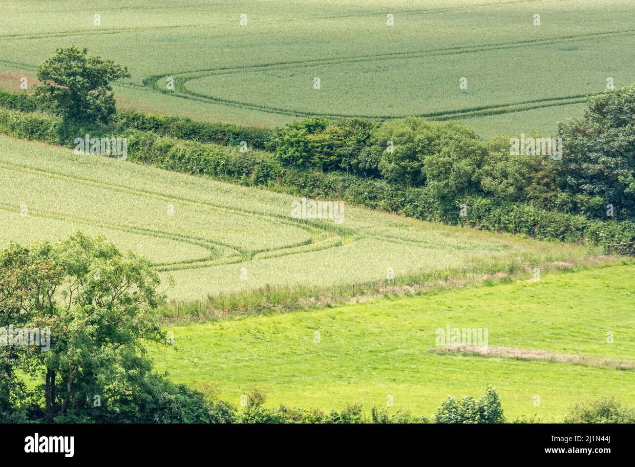 Ecke eines englischen Feld mit wachsenden Getreide. Konzentrieren Sie sich mehr auf Hedge Linie als vor der Szene. Metapher für die Ernährungssicherheit/Anbau von Nahrungsmitteln. Stockfoto
