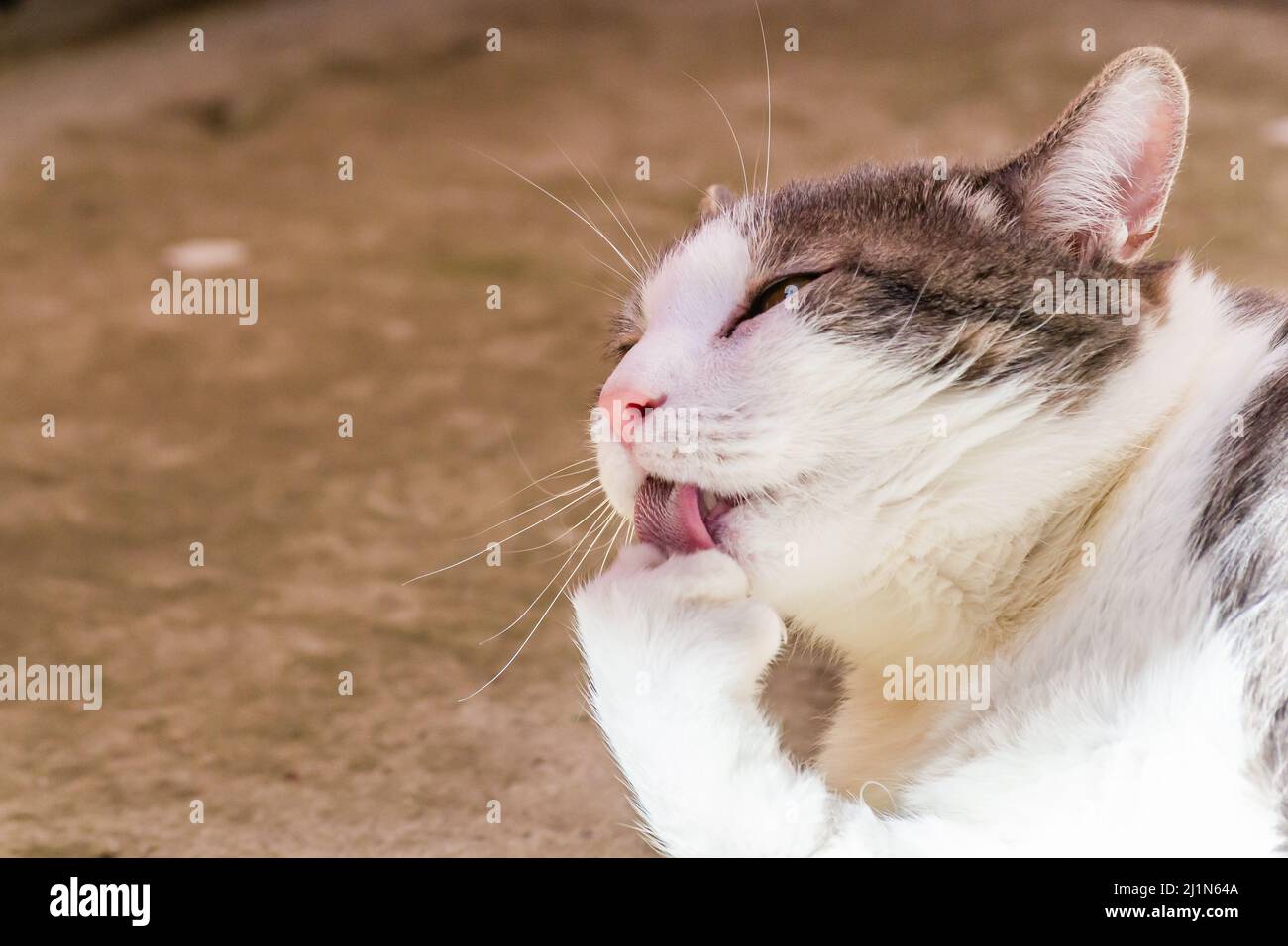 Porträt einer grauen und weißen Katze, die von der Sonne beleuchtet wird. Stockfoto