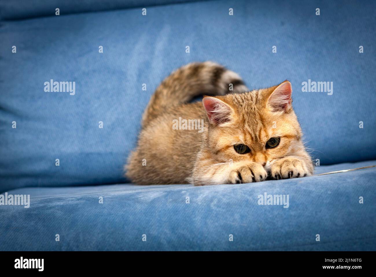 Ein lustiges britisches Kätzchen spielt mit seinen Vorderpfoten mit Krallen davor auf einem blauen Sofa. Stockfoto