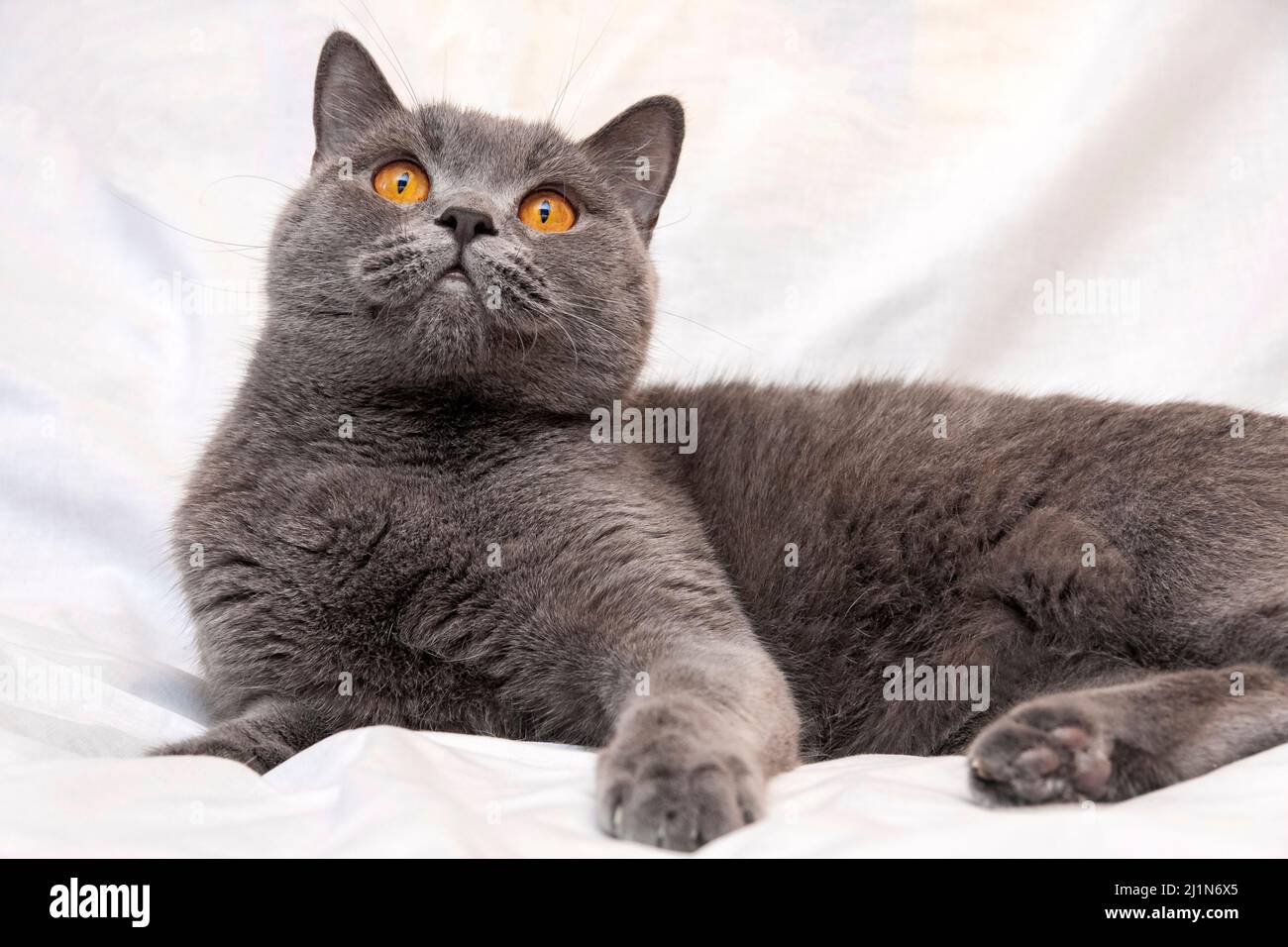 Eine Erwachsene britische Katze von blauer Farbe mit schönen orangefarbenen Augen auf einem hellen Hintergrund. Stockfoto