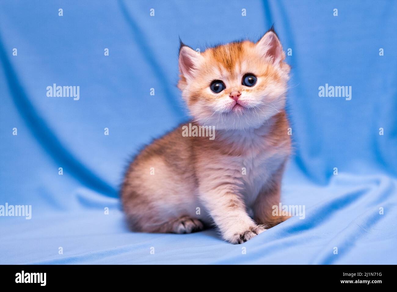 Wunderschöne kleine britische Kätzchen goldene Farbe mit großen runden Augen und flauschigen Kopf. Stockfoto