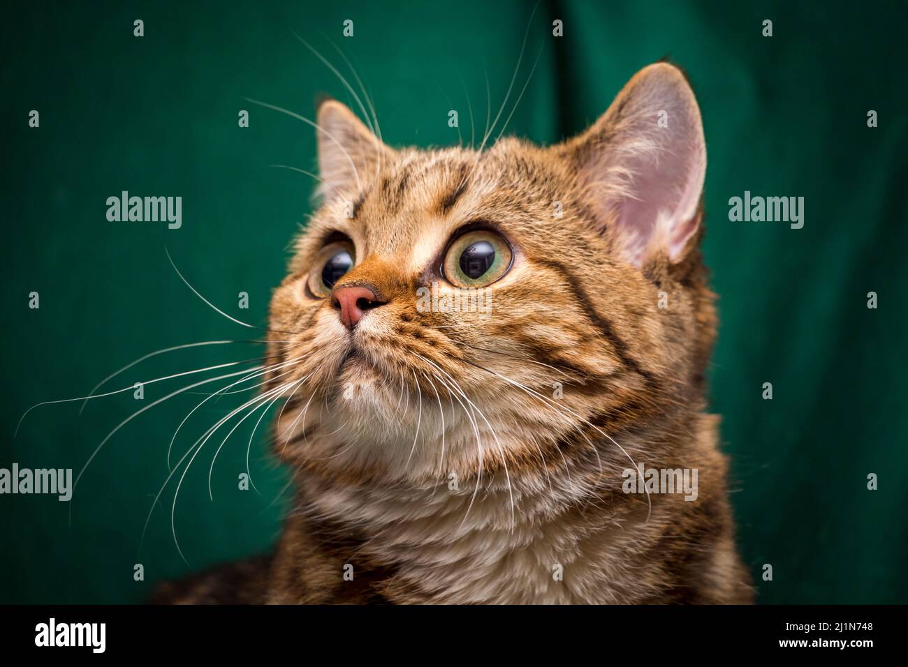Der Kopf einer Katze mit einem schönen Schnurrhaare aus der Nähe, die mustachioed Schnauze einer britischen Katze. Stockfoto