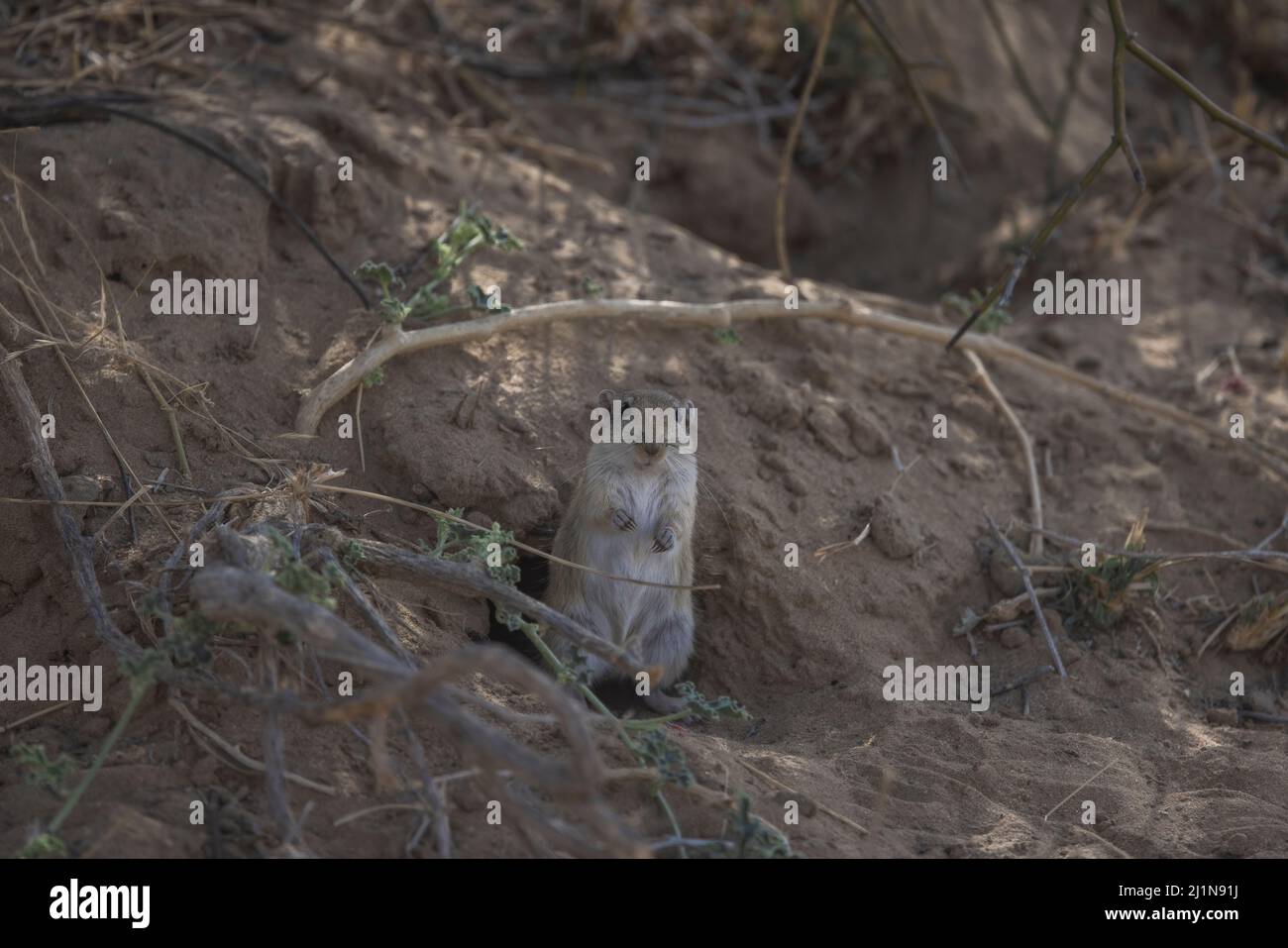Indische Wüste jird, indische Wüste Gerbil, Meriones hurrianae, Futter, Desert National Park, Jaisalmer, Rajasthan, Indien Stockfoto