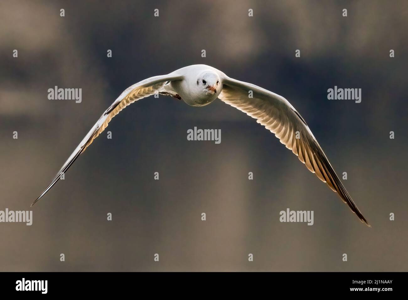 Schwarzkopfmöwe im schnellen Flug. Fliegen mit ausgebreiteten Flügeln über dem See. Wintersonnenaufgang. Vorderansicht, Nahaufnahme. Speicherplatz kopieren. Gattungsart Larus ridibundus. Stockfoto