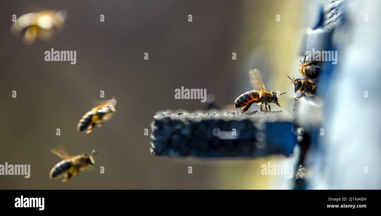 Schließen Sie die Bienen, die in das kleine Loch des Bienenstocks gelangen Stockfoto