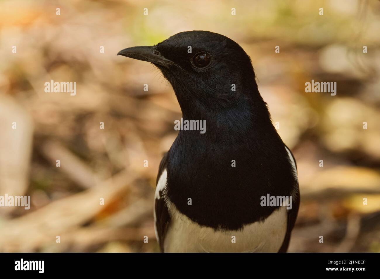 Orientalischer Magpie-Robin (Copsychus saularis), Gandhinagar, Gujarat, Indien Stockfoto