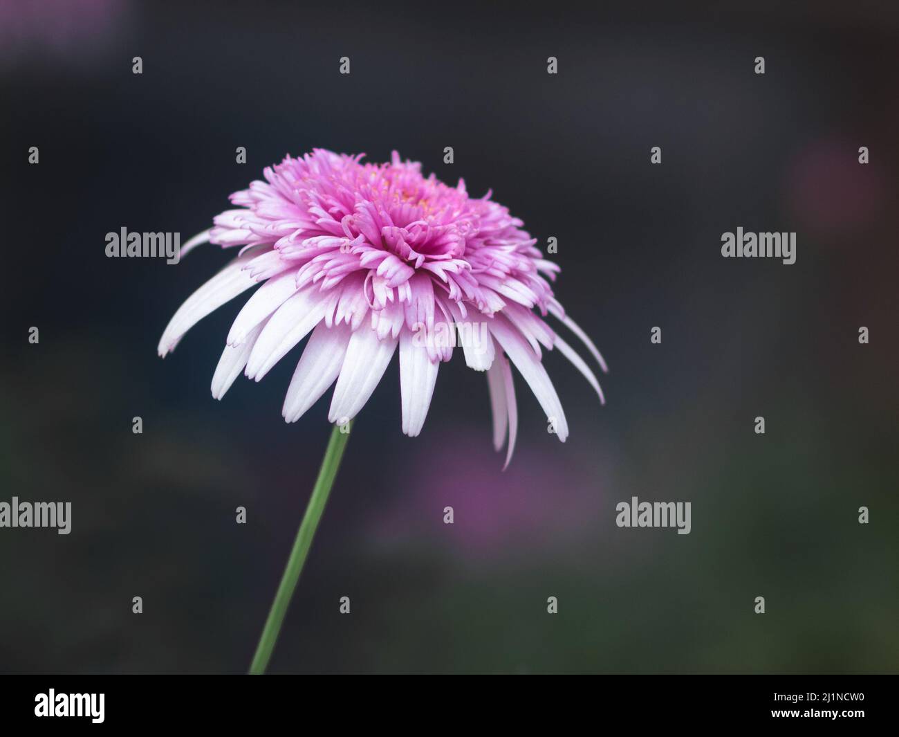 Eine leuchtend rosa chinesische Asterblume mit langen hängenden Blütenblättern, die vor einem unscharfen dunklen Hintergrund blühen. Blumenfotografie mit leerem Platz für Text Stockfoto