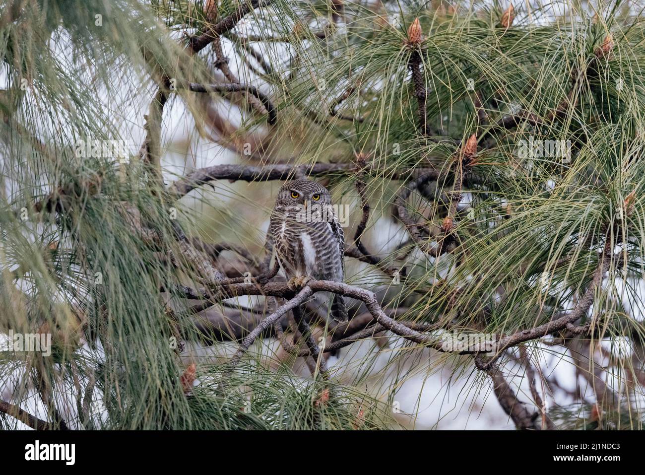 Asian Barred Owlet, Glaucidium cuculoides, Uttarakhand, Indien Stockfoto