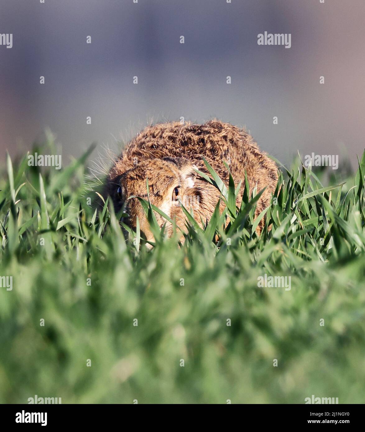 Brown Hare in den Cotswold Hills bei Winchcombe in Gloucestershire Stockfoto