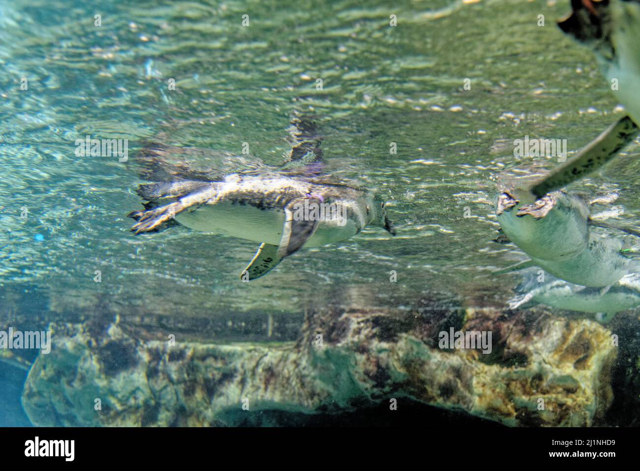 Magellanic Pinguine schwimmen unter Wasser. Der Magellanic Pinguin ist ein südamerikanischer Pinguin, der in Küstenpatagonien, einschließlich Argentinien, Chile, brütet Stockfoto