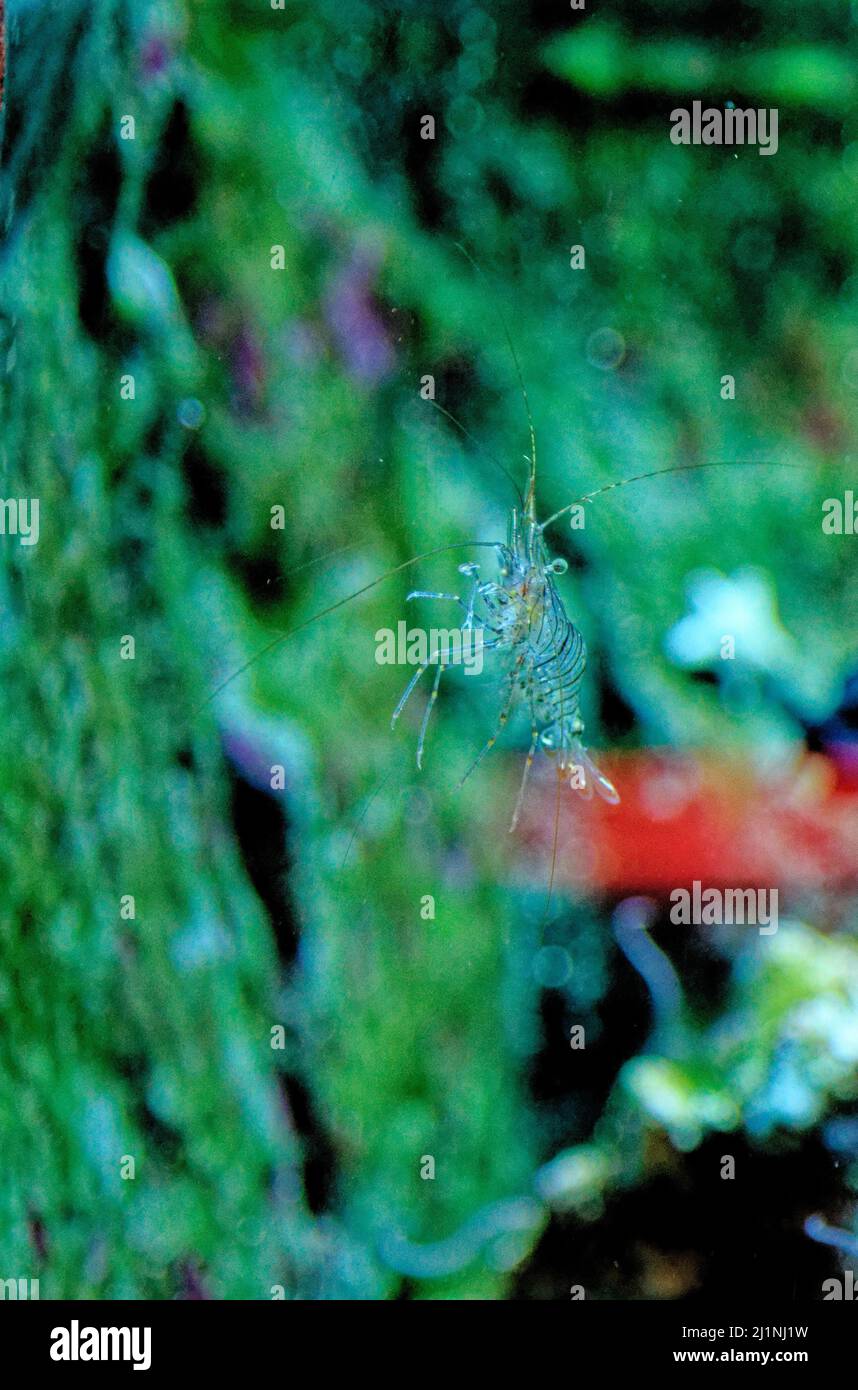 Erstaunliche Unterwasserwelt - Garnelen Tauchen und Makrofotografie. Gesteinsgrasunterwasser, Gemeine Garnele, (Palaemon Serratus) Unterwasser Stockfoto