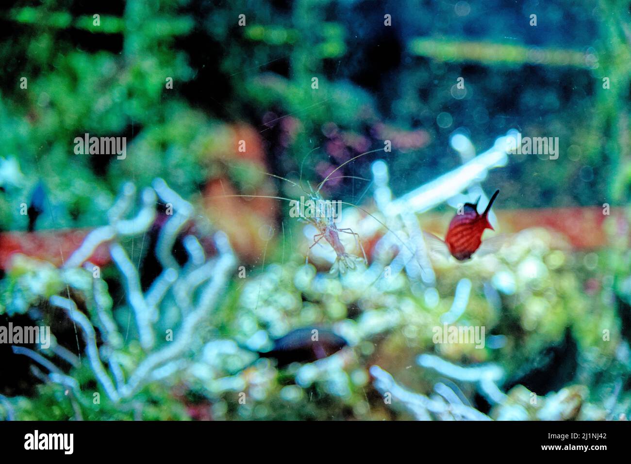 Erstaunliche Unterwasserwelt - Garnelen Tauchen und Makrofotografie. Gesteinsgrasunterwasser, Gemeine Garnele, (Palaemon Serratus) Unterwasser Stockfoto